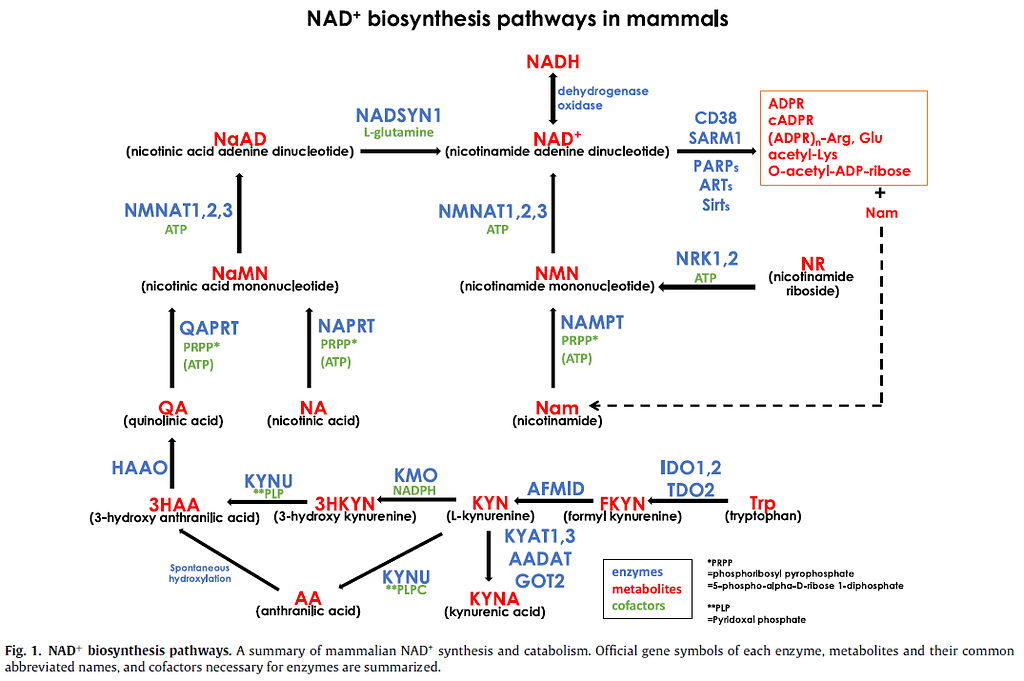 Is NMN the same as vitamin b3, niacin, NA nicotinic acid? Does Nam