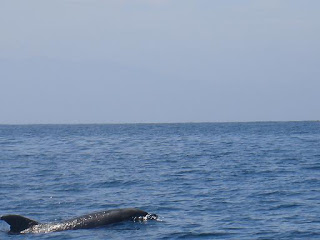 another dolphin